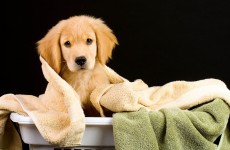 croppedimage230150-Pets-Policy---Kempinski-Hotel-Beijing
